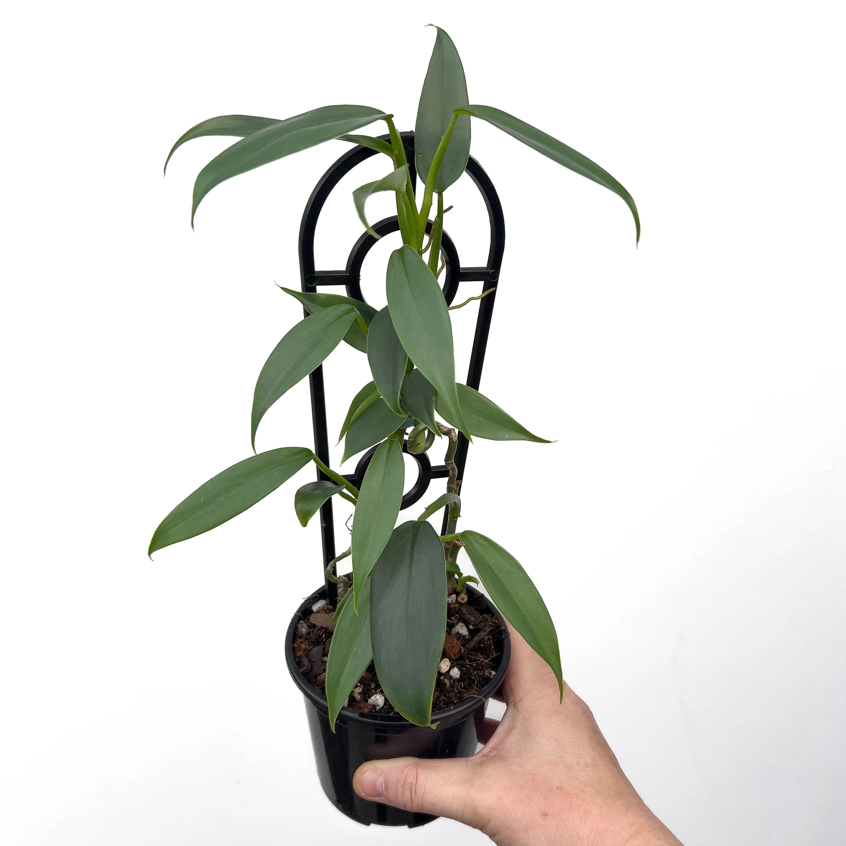 philodendron bipennifolium vs hastatum Philodendron hastatum 'Silver Sword Narrow Form'
