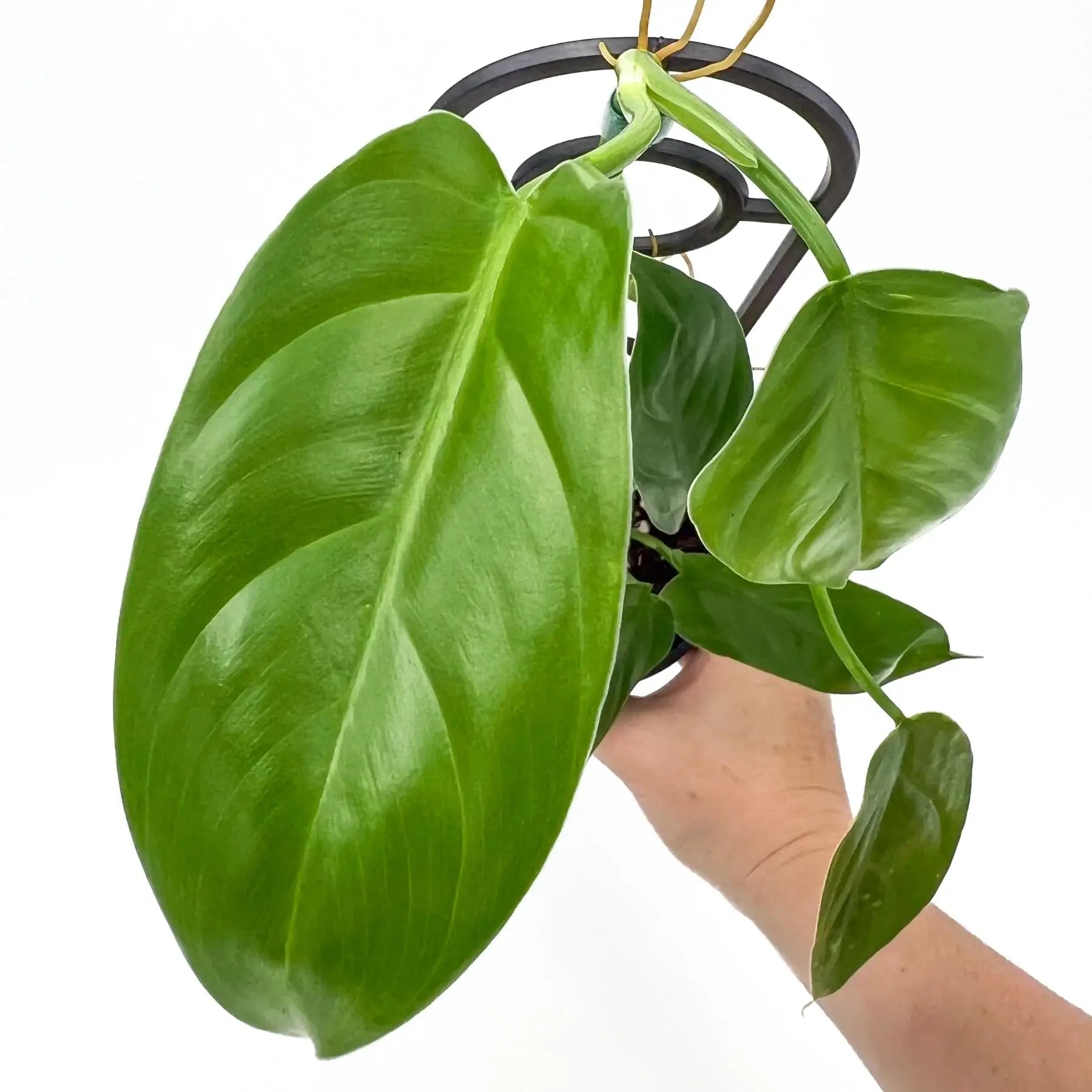Philodendron hastatum 'Green'
