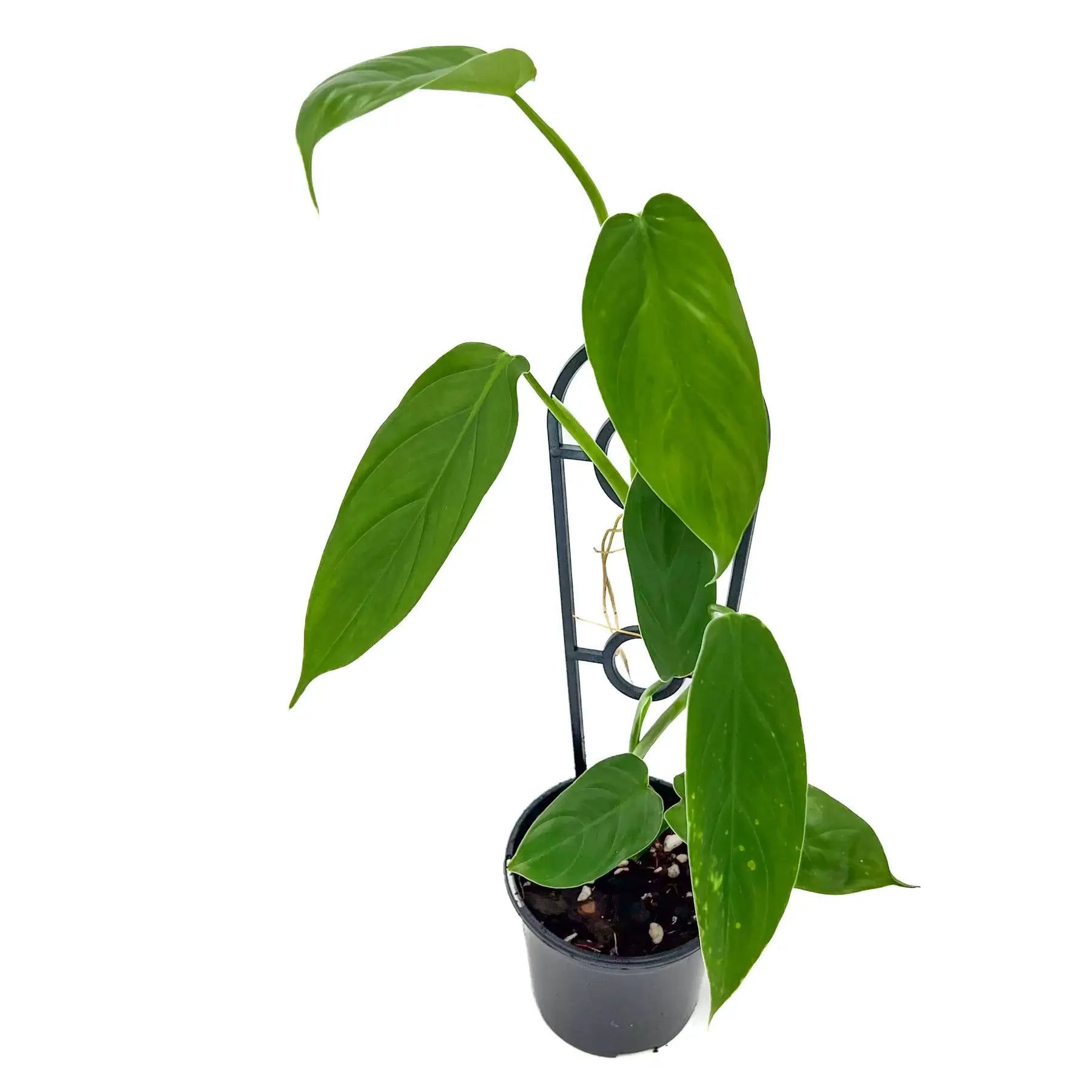 philodendron arrow Philodendron hastatum 'Green'