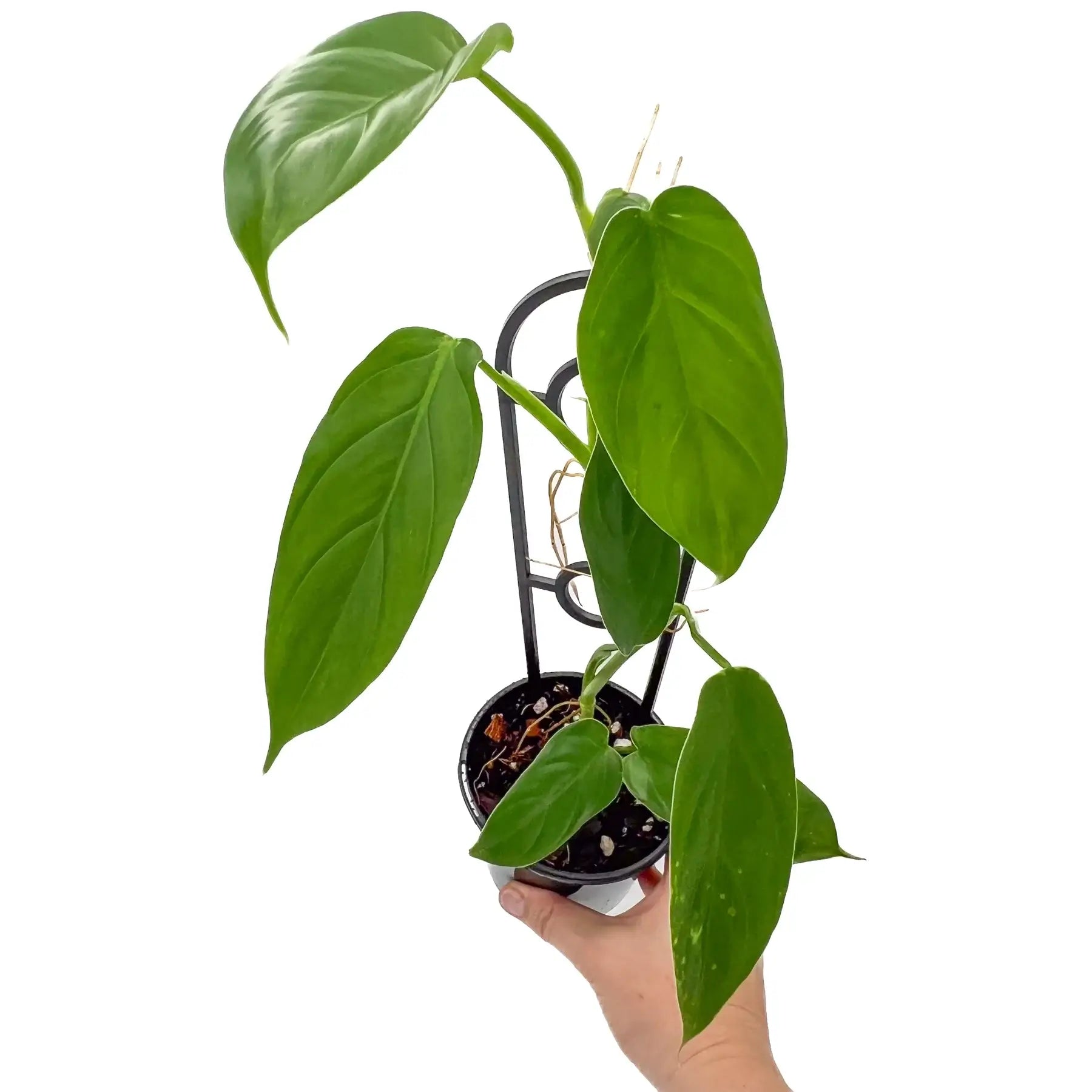 philodendron bipennifolium vs hastatum Philodendron hastatum 'Green'