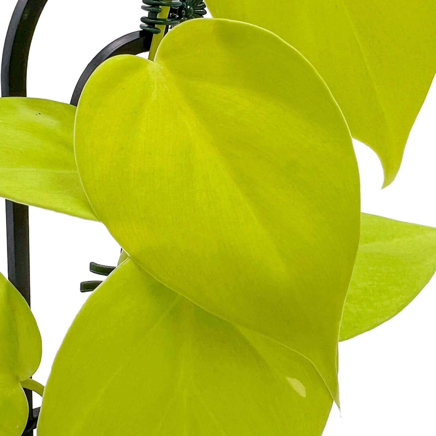 philodendron hederaceum var aureum Buy Philodendron hederaceum 'Aureum' Online