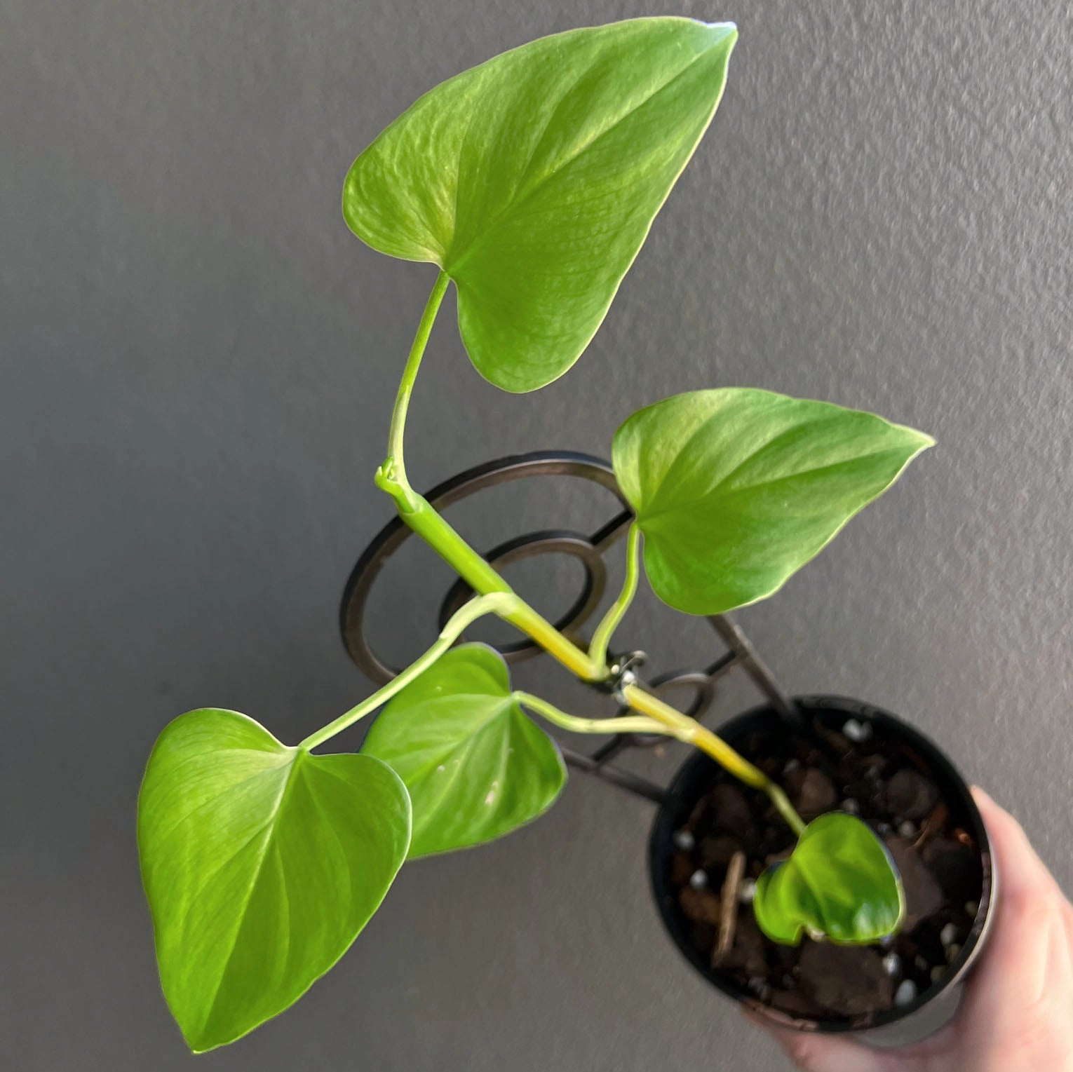 Philodendron jacquinii
