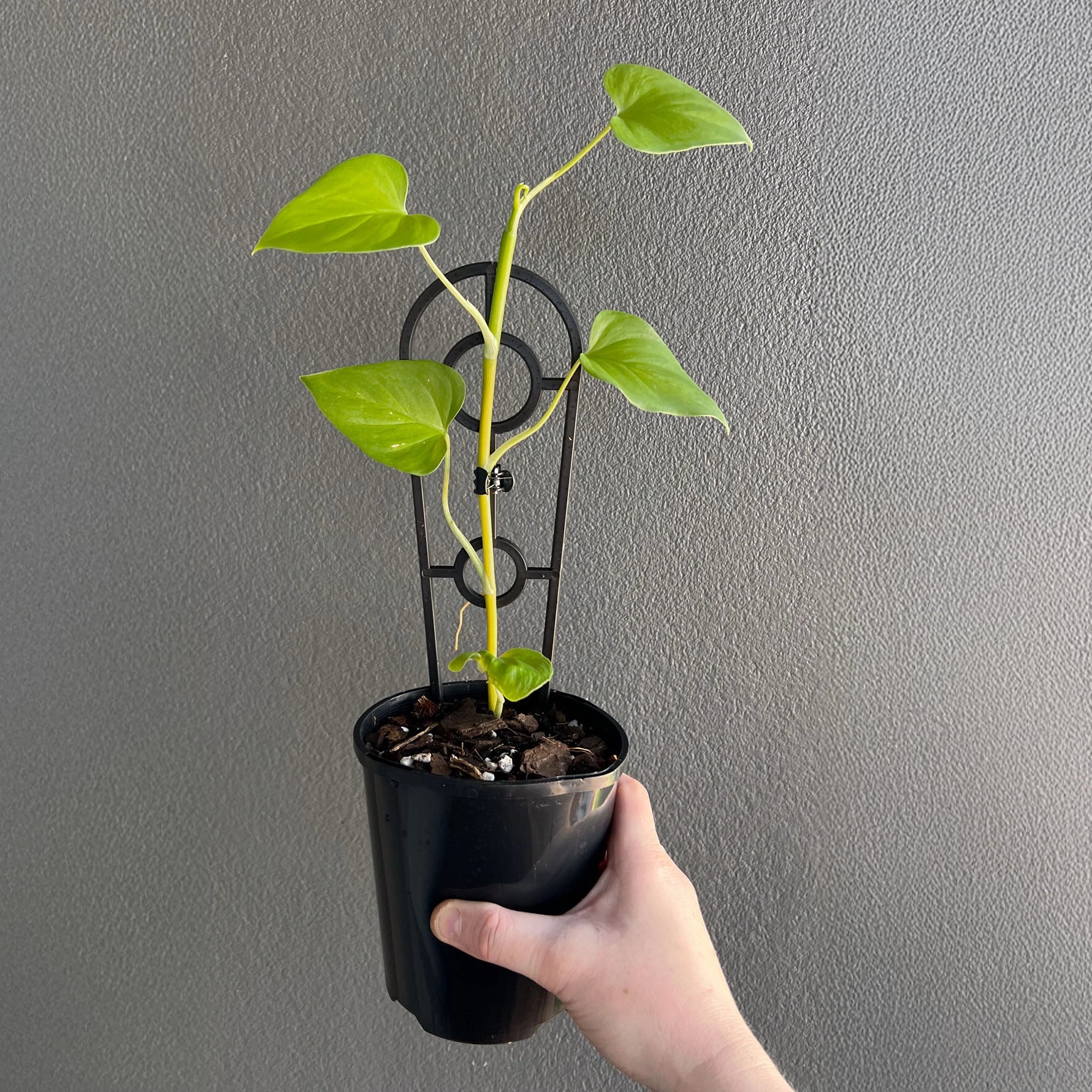 philodendron jaquinii Philodendron jacquinii