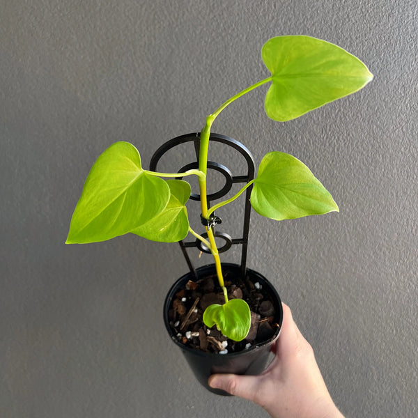 philodendron frits wentii Philodendron jacquinii
