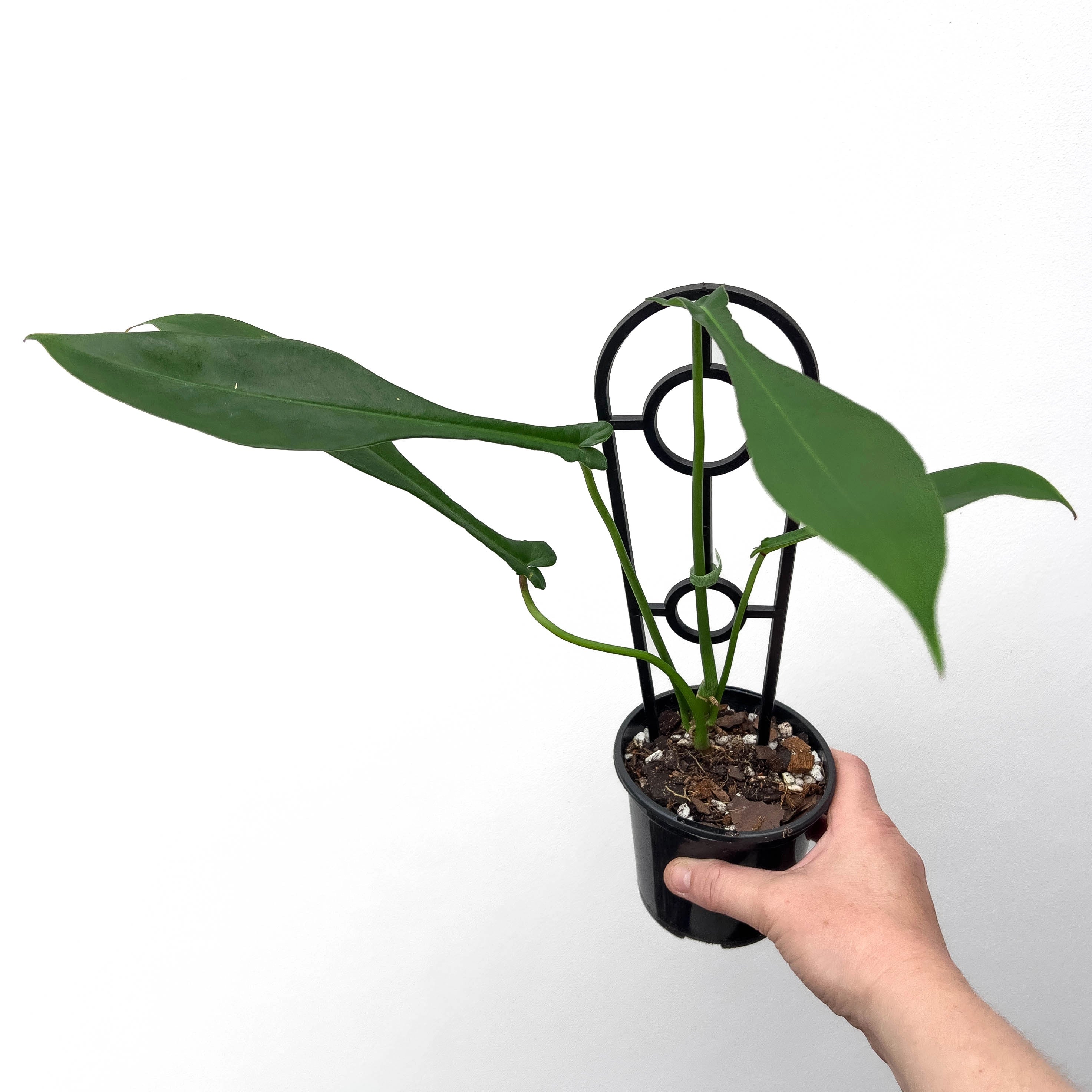 philodendron joepii juvenile Buy Philodendron Joepii