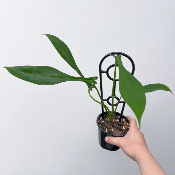 philodendron joepii juvenile Buy Philodendron Joepii