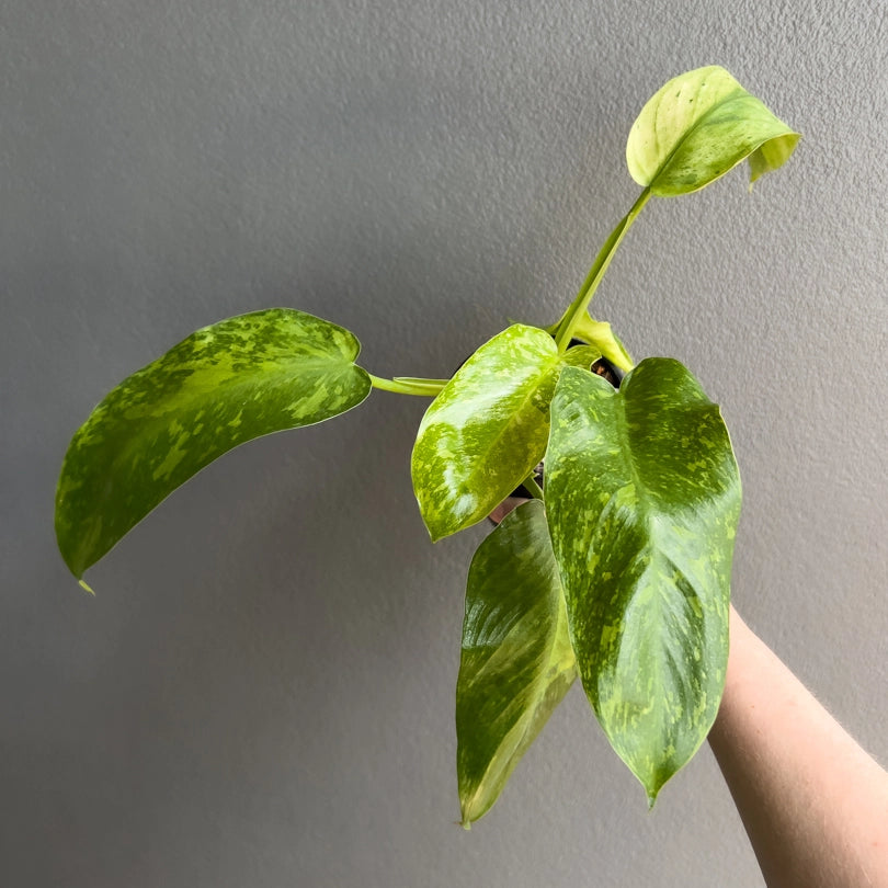 Close-up of Philodendron Jose Buono foliage highlighting green and cream mottled variegation across glossy leaves. Rare indoor plant collectors Australia.