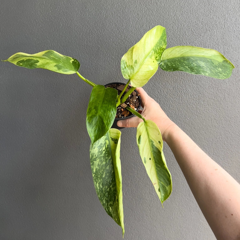 Person holding a potted Philodendron Jose Buono with elongated heart-shaped leaves and pale variegation. Trusted indoor plant shop Australia.