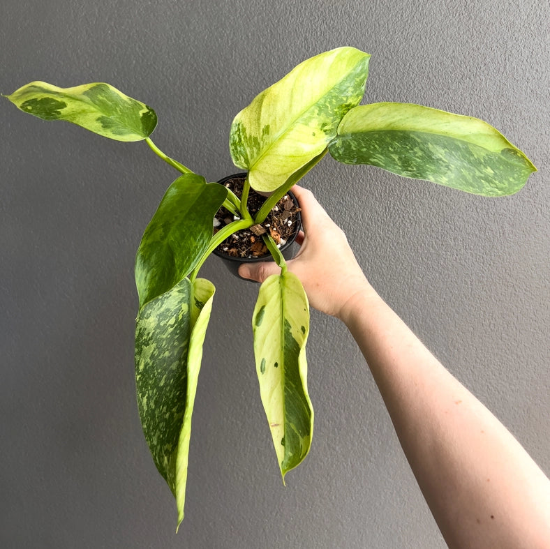 Close-up of Philodendron Jose Buono leaf showing streaked cream and green tones with smooth texture.