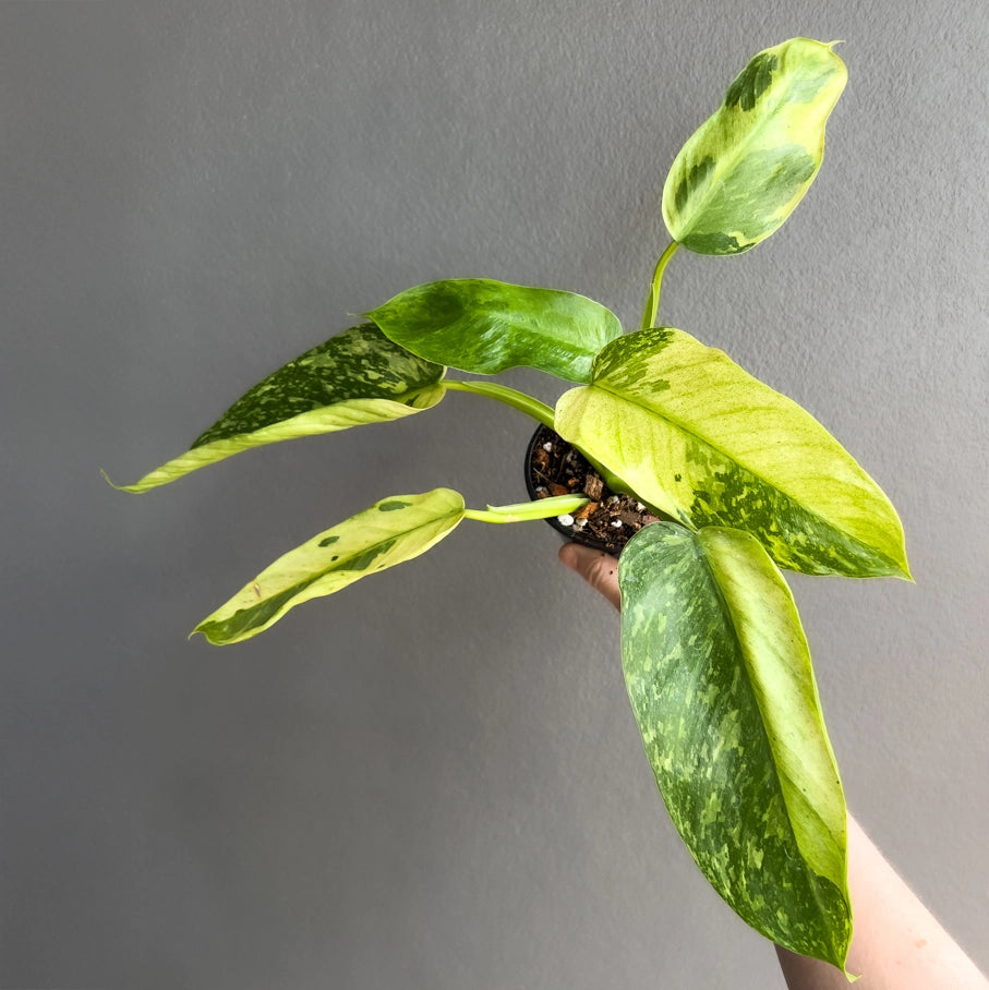 Hand holding a Philodendron Jose Buono showing large variegated leaves with creamy white marbling. Rare indoor plant nursery Australia.
