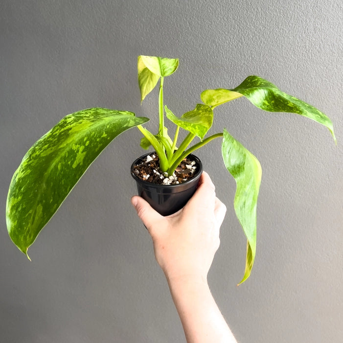 Top-down view of Philodendron Jose Buono showing marbled leaves and upright stems with rich variegation detail.