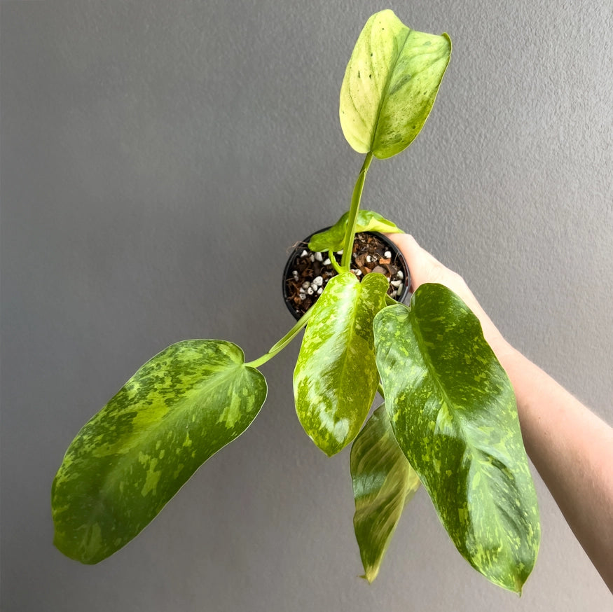 Philodendron Jose Buono in a black nursery pot featuring strong variegation and vibrant green foliage under natural light.