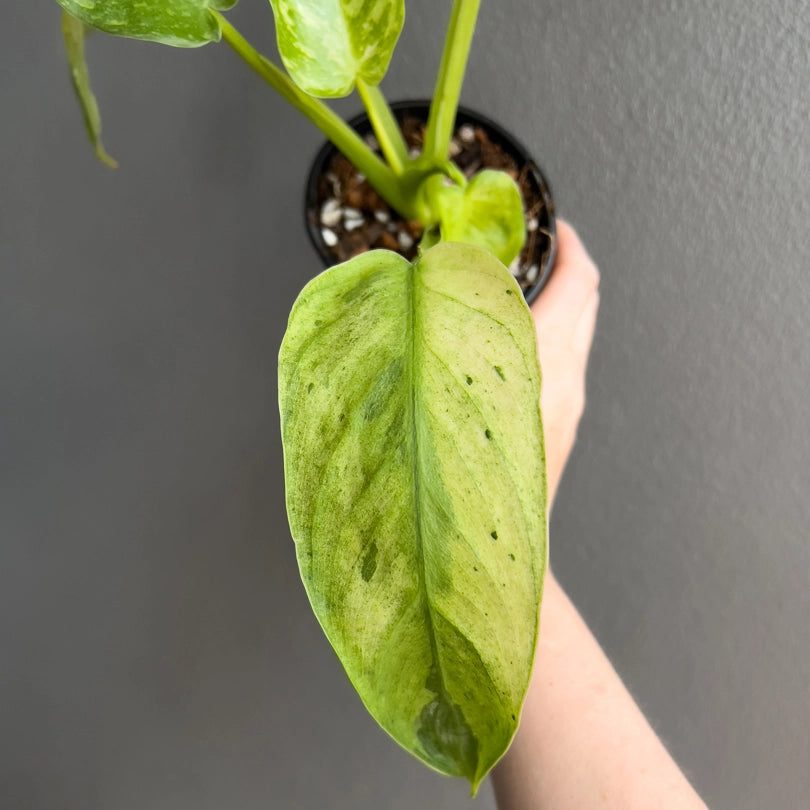 Hand holding a Philodendron Jose Buono leaf showing bold variegation and glossy finish across large mature foliage.