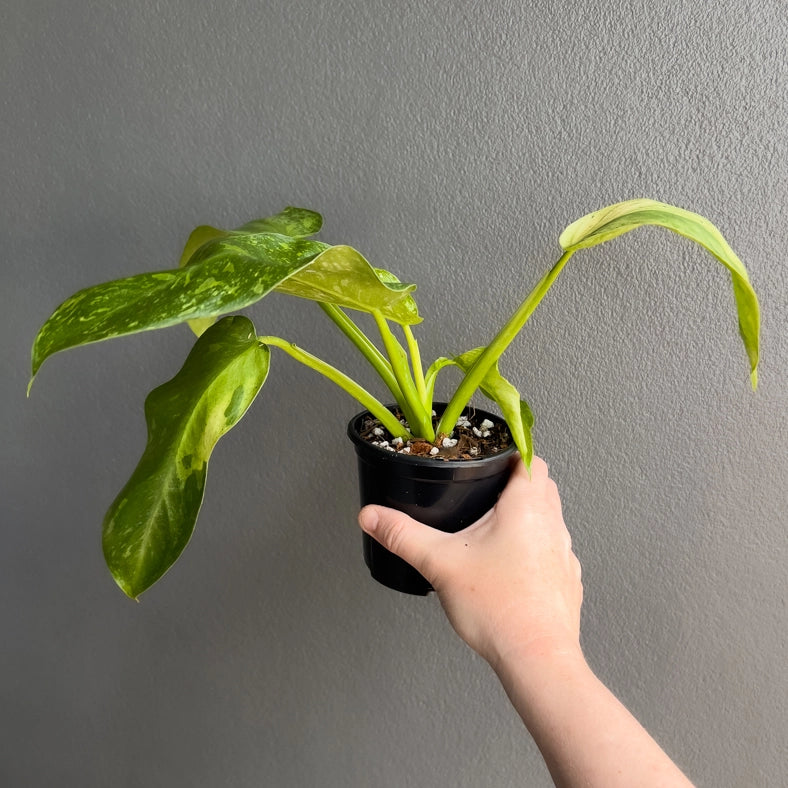 Side view of Philodendron Jose Buono held against a neutral background showing wide marbled leaves with bright cream patches.