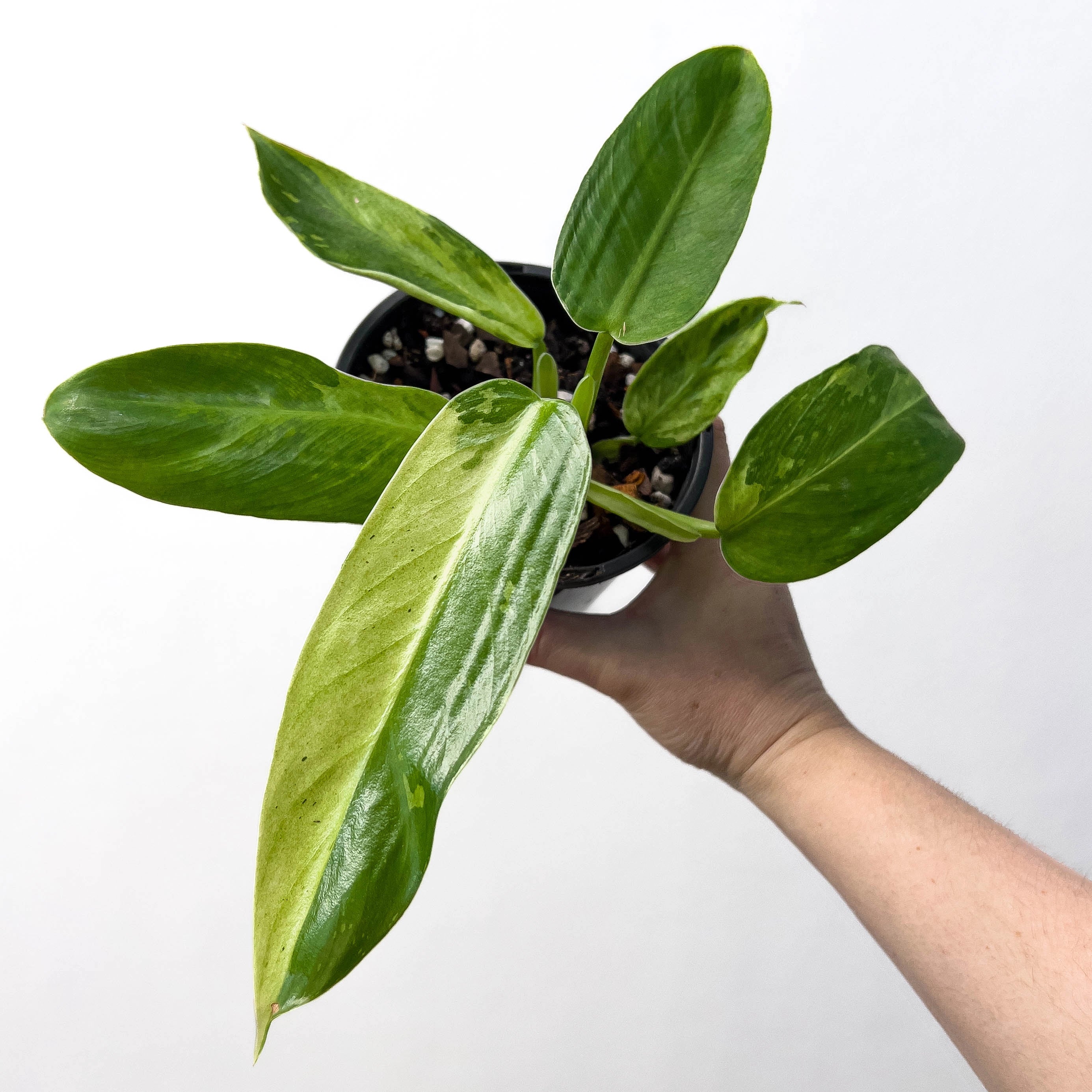 philodendron jose buono australia Philodendron Jose Buono