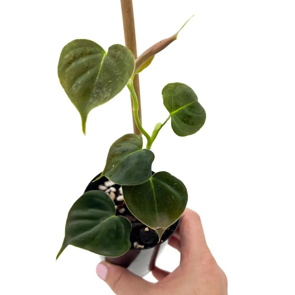 Philodendron lupinum in hand, showcasing its lush, heart-shaped leaves, perfect for rare indoor plants enthusiasts.