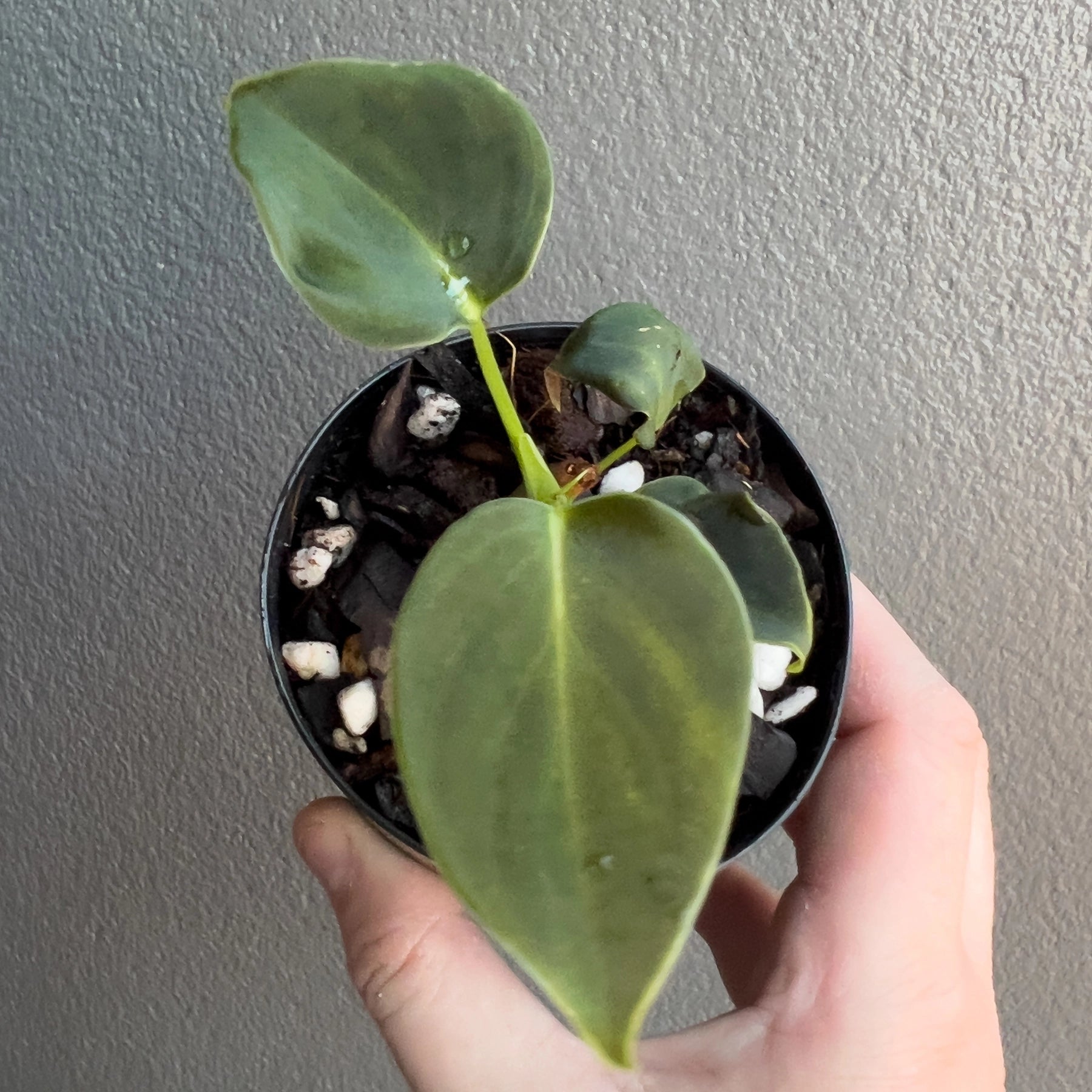Buy Philodendron Lupinum
