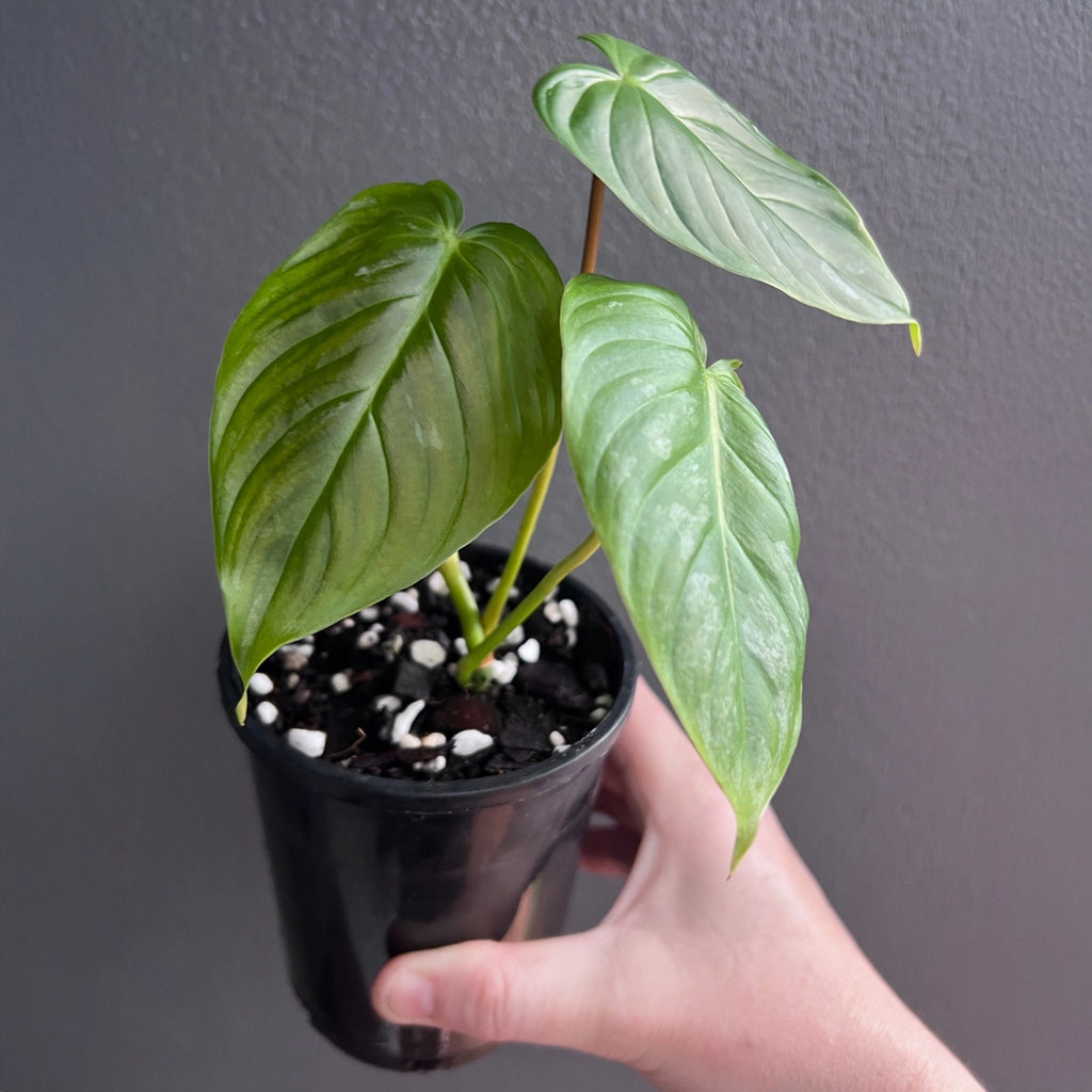 Side view of Philodendron Majestic held against a neutral background showing silver splash pattern and rich green base.