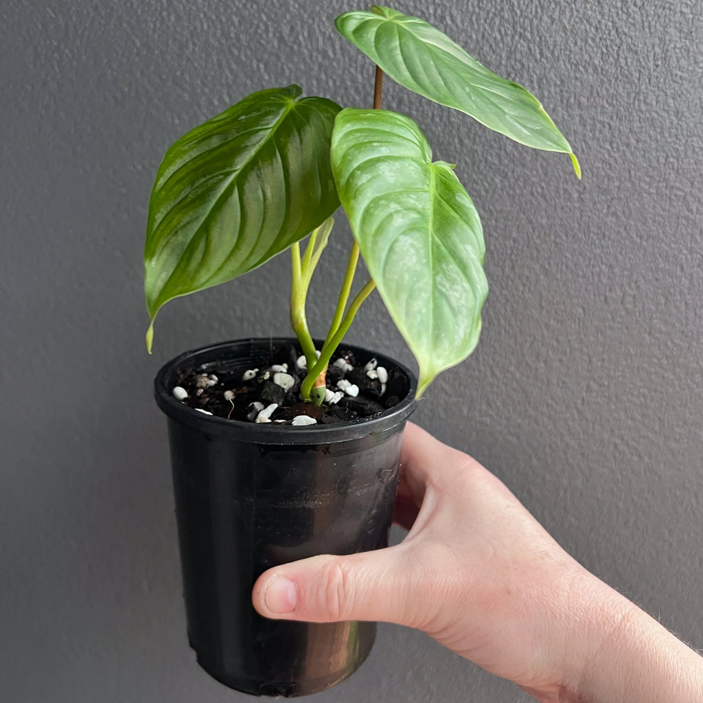 Close-up of Philodendron Majestic foliage highlighting shimmery silver variegation and velvety texture. Rare indoor plant collectors Australia.