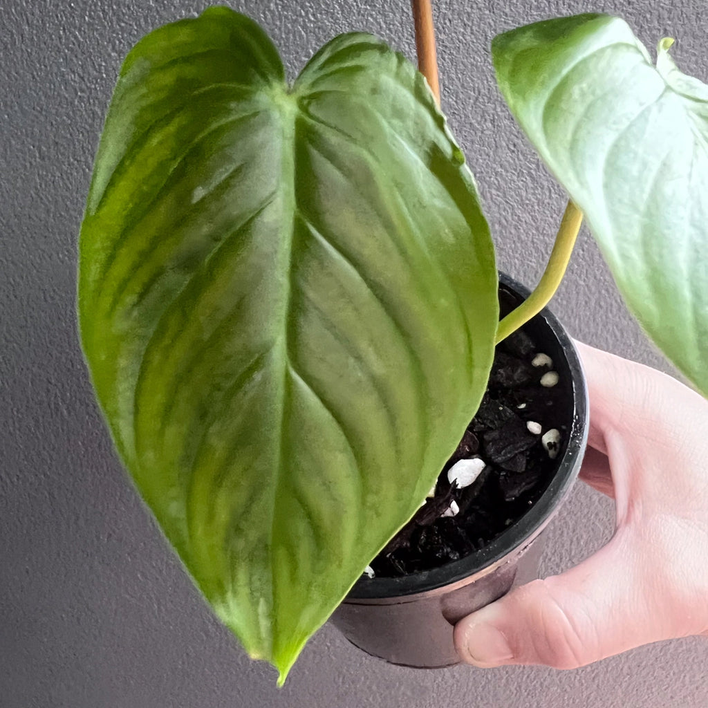 Person holding a potted Philodendron Majestic with trailing vines and softly textured variegated leaves. Trusted indoor plant shop Australia.