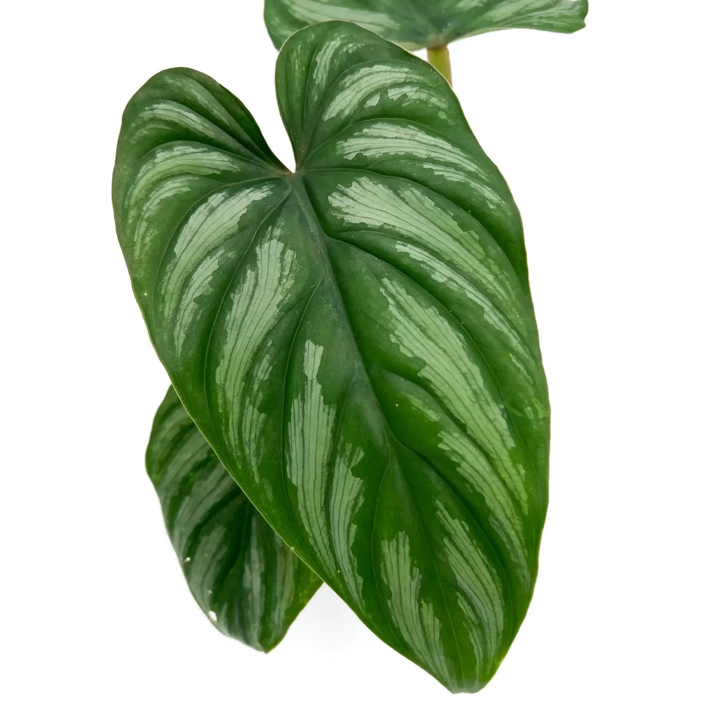 Philodendron mamei | Indoor Plant | Chalet Boutique - Australia