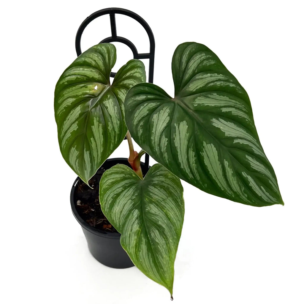 Philodendron mamei | Indoor Plant | Chalet Boutique - Australia