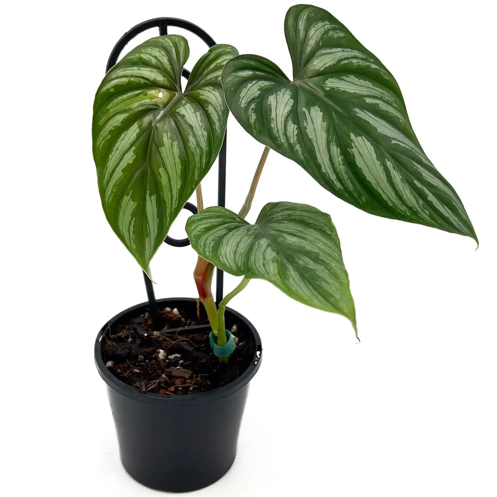 Philodendron mamei | Indoor Plant | Chalet Boutique - Australia