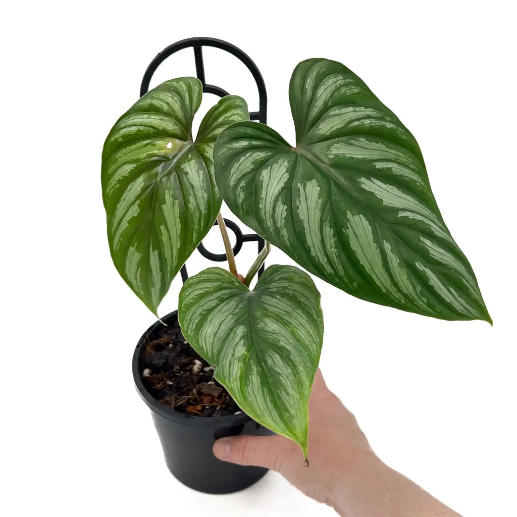 Philodendron mamei | Indoor Plant | Chalet Boutique - Australia