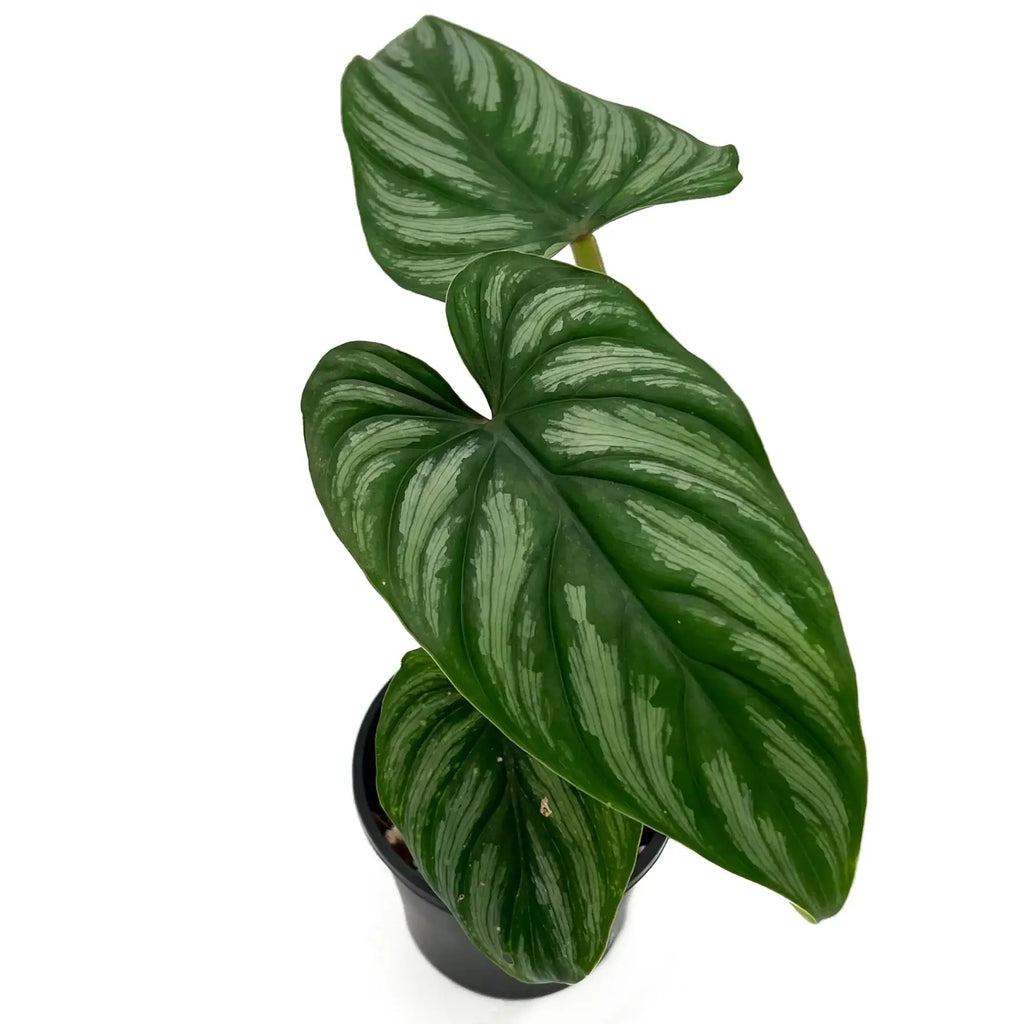 Philodendron mamei | Indoor Plant | Chalet Boutique - Australia