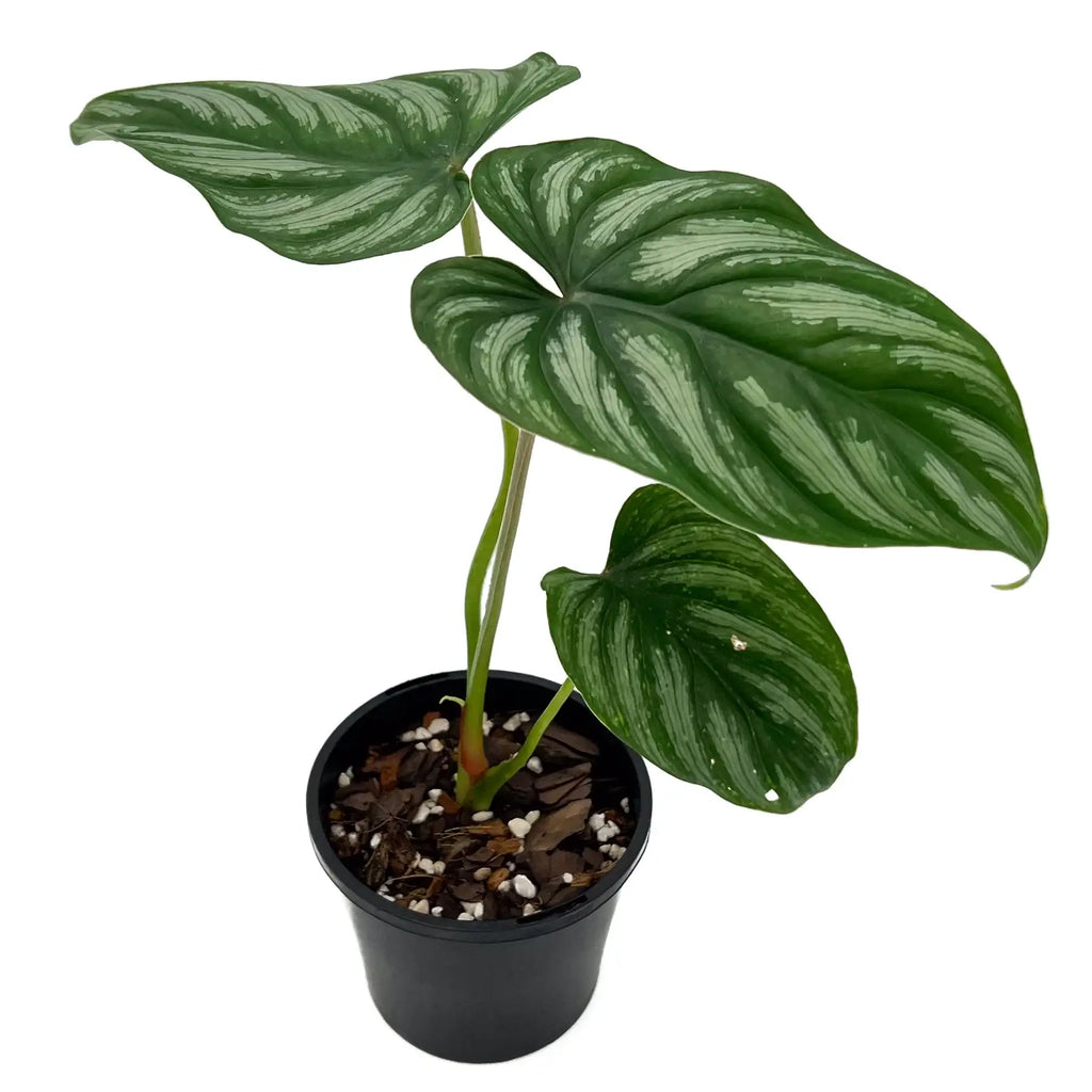 Philodendron mamei | Indoor Plant | Chalet Boutique - Australia