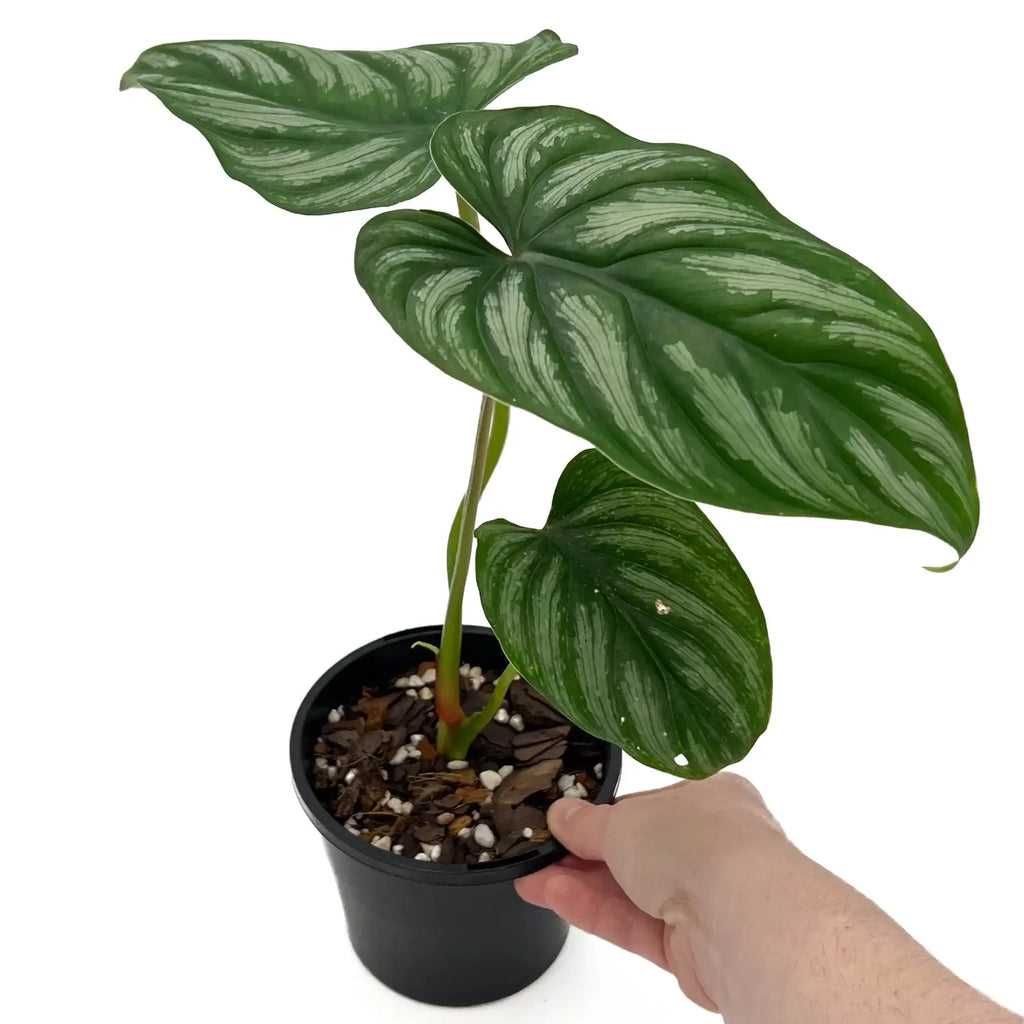 Philodendron mamei | Indoor Plant | Chalet Boutique - Australia