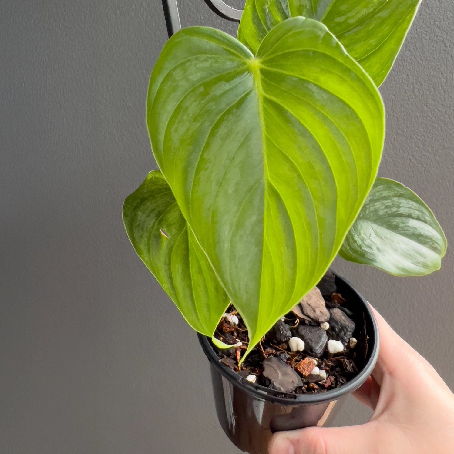 philodendron eximium houseplant Philodendron mamei x Dean McDowell