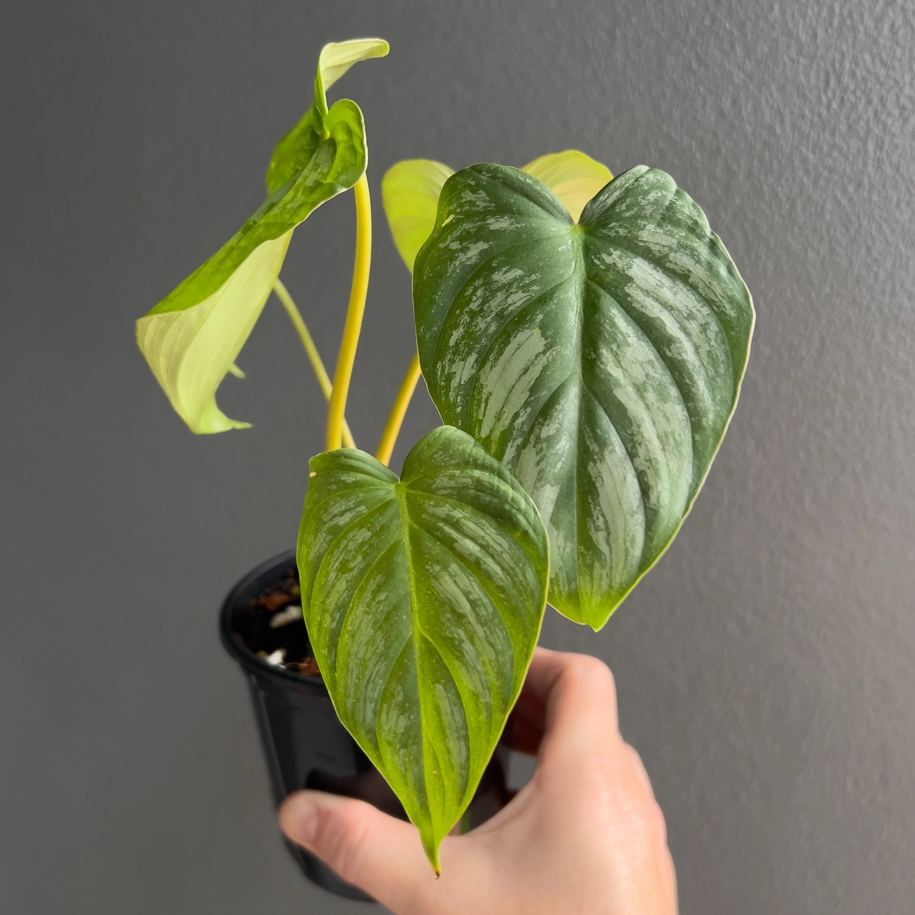Philodendron mamei x Dean McDowell