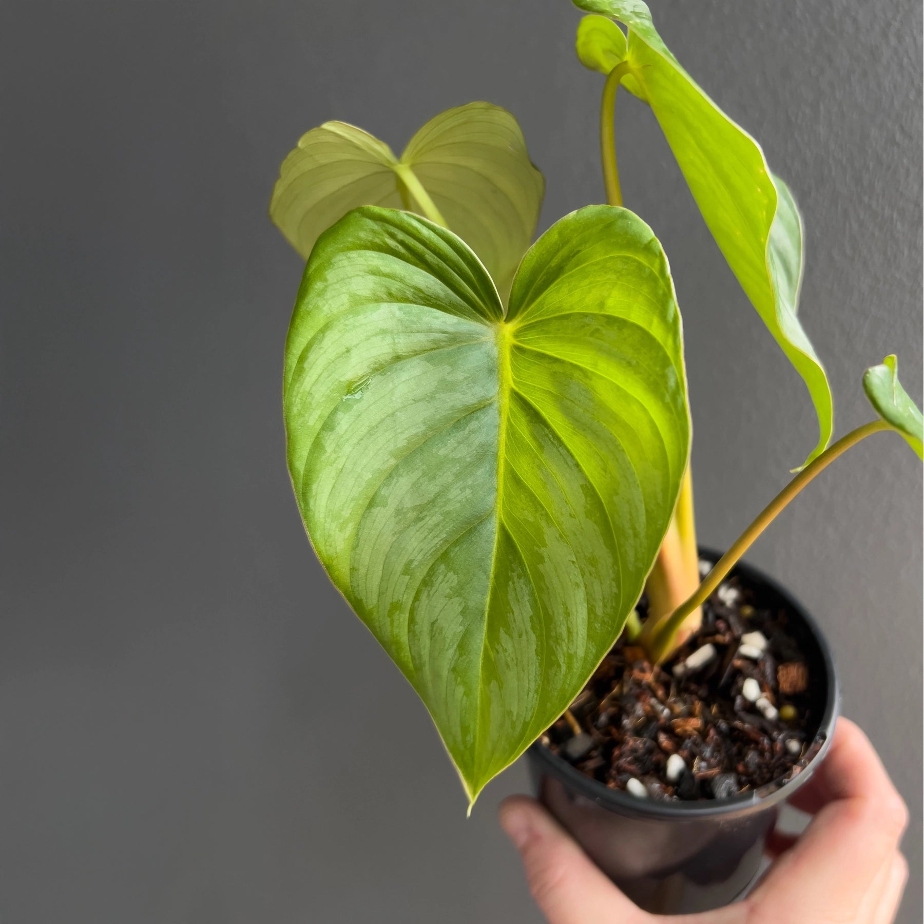 Philodendron mamei x Dean McDowell