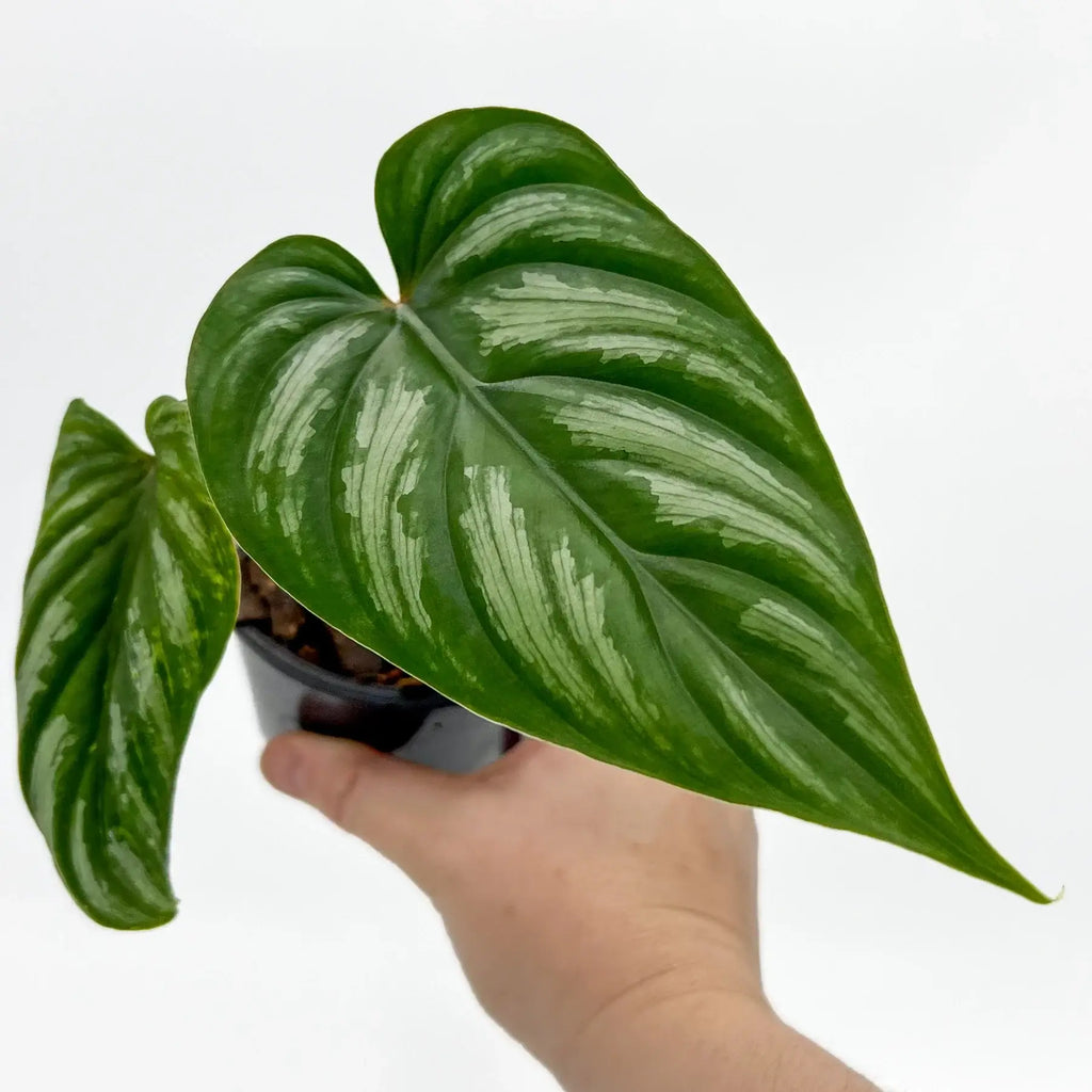 Philodendron mamei | Indoor Plant | Chalet Boutique - Australia