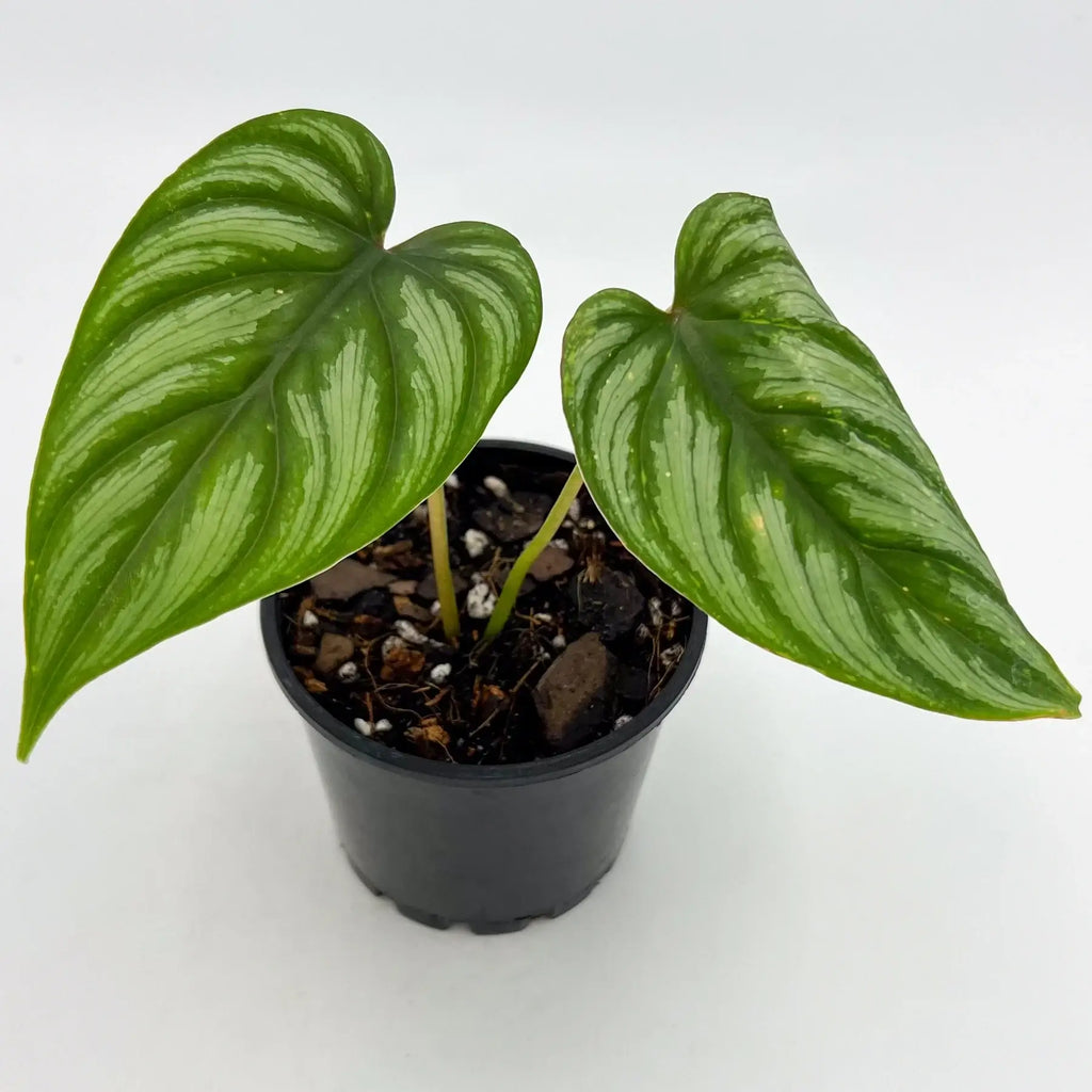 Philodendron mamei | Indoor Plant | Chalet Boutique - Australia