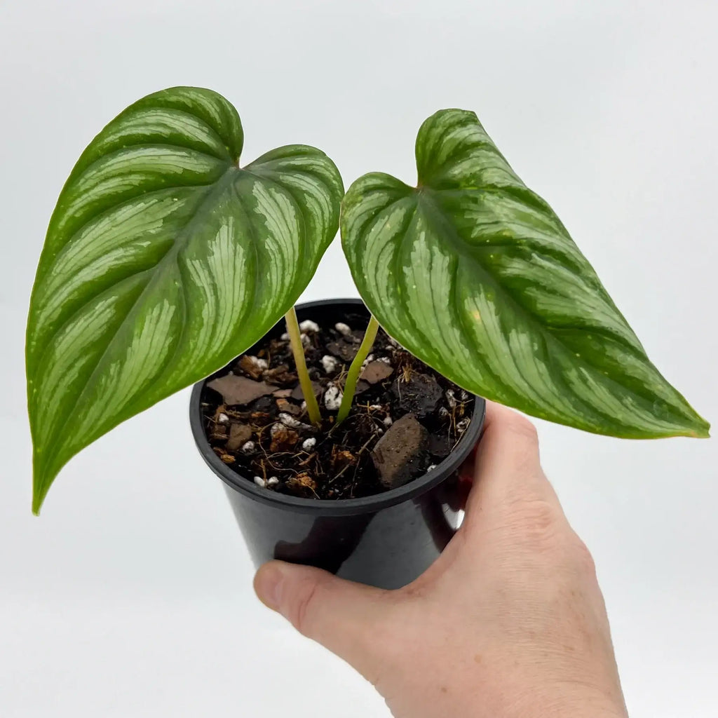 Philodendron mamei | Indoor Plant | Chalet Boutique - Australia