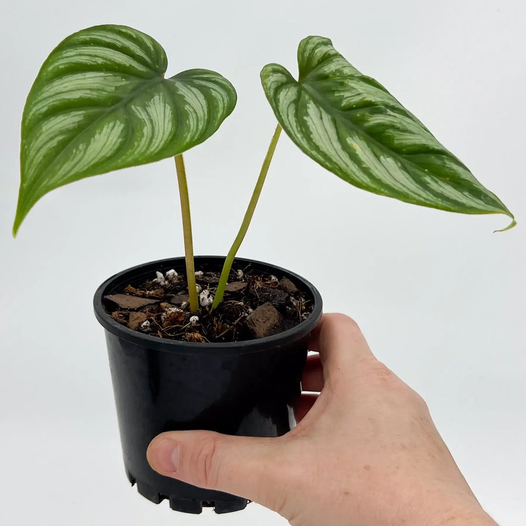 Philodendron mamei | Indoor Plant | Chalet Boutique - Australia