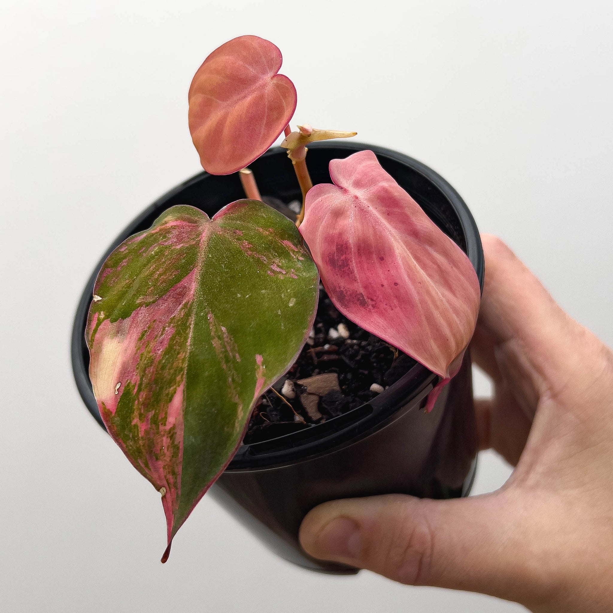 Philodendron 'Micans' variegated