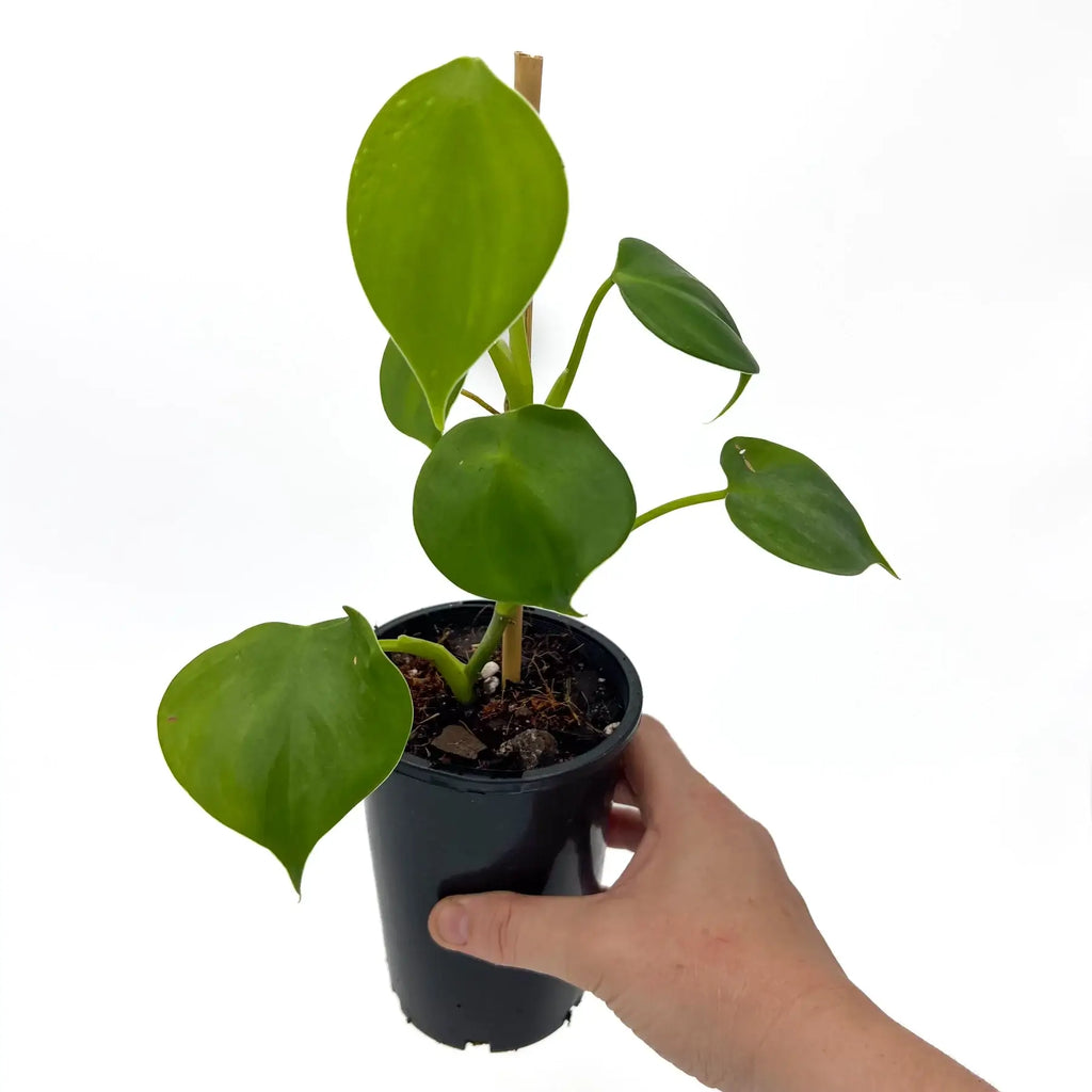 Philodendron microstictum indoor plant with glossy heart-shaped leaves in a black pot, ideal for rare plant enthusiasts, Chalet Boutique, Australia.