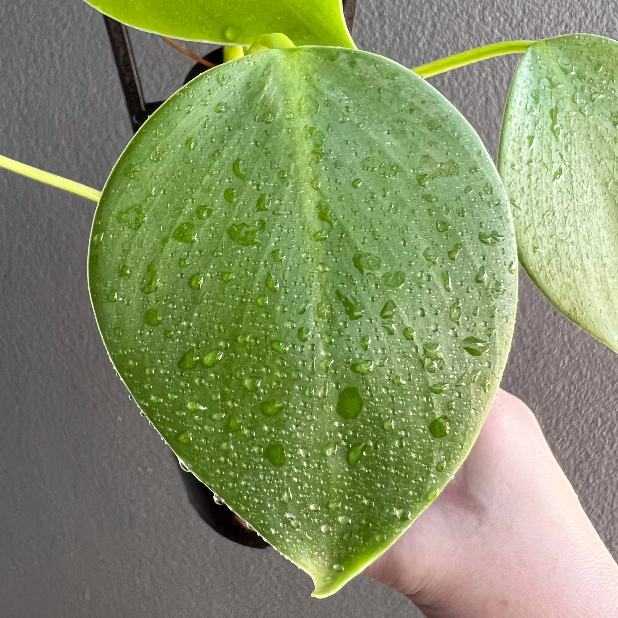 Buy Philodendron Microstictum