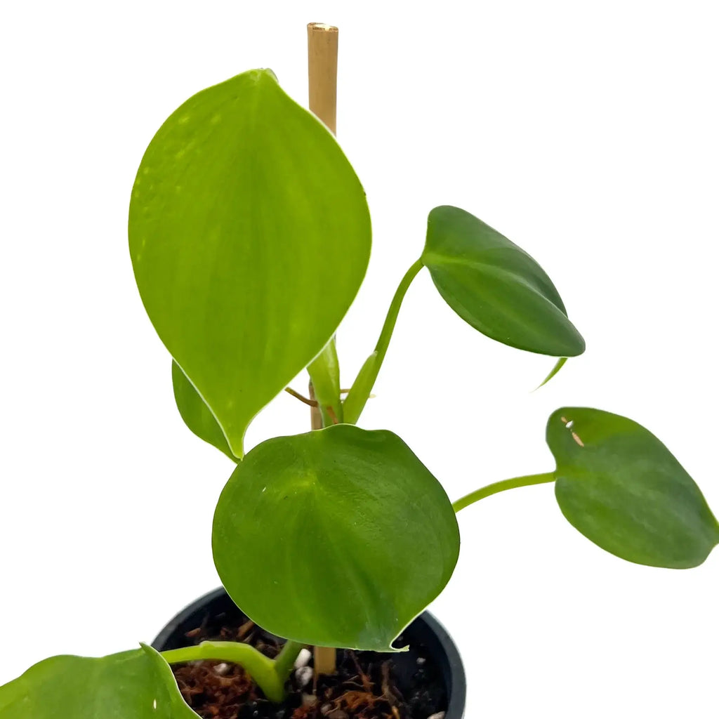 Philodendron microstictum indoor plant with glossy heart-shaped leaves, perfect for home decor. Chalet Boutique, Australia.