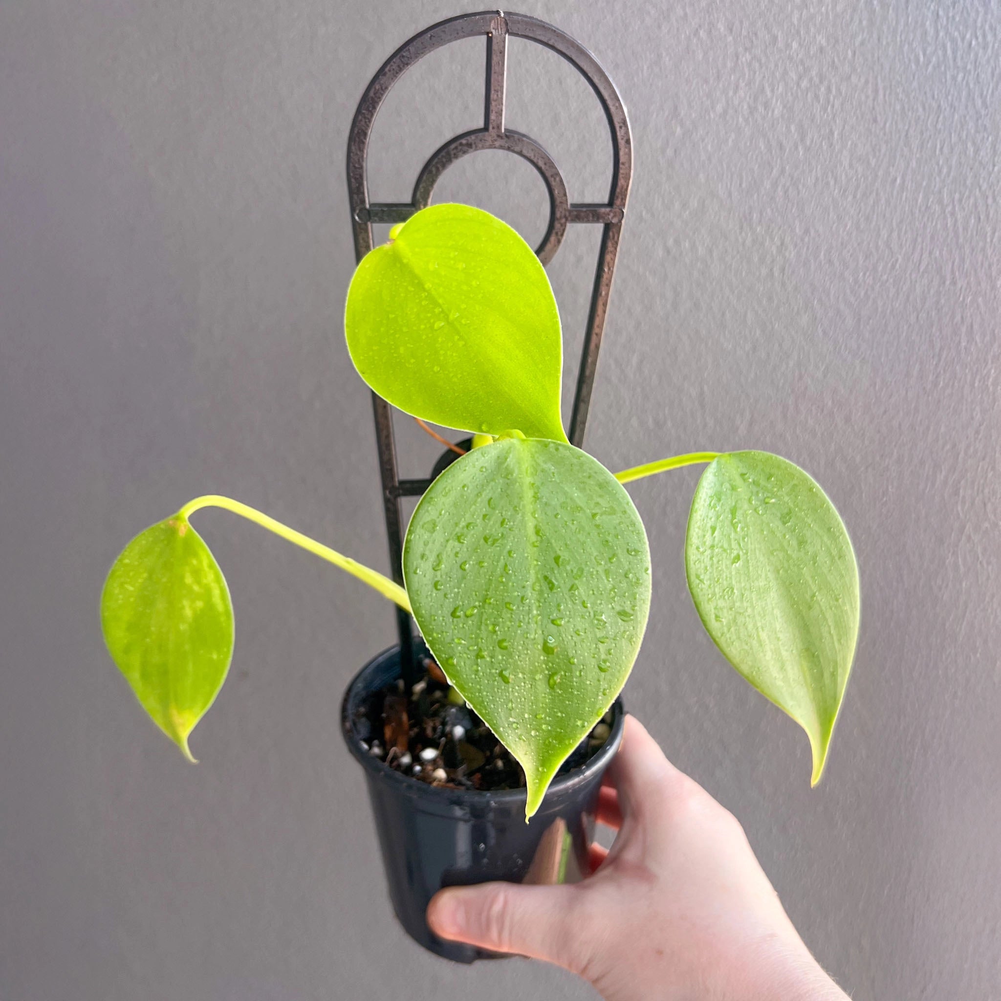 Buy Philodendron Microstictum - Rare Indoor Plant Australia