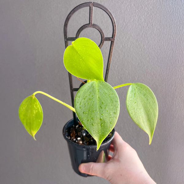 philodendron microstictum Buy Philodendron Microstictum