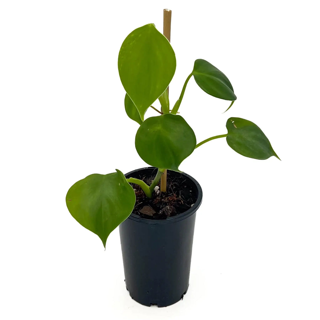 Philodendron microstictum indoor plant in black pot, featuring glossy heart-shaped leaves. Buy rare plants online at Chalet Boutique, Australia.