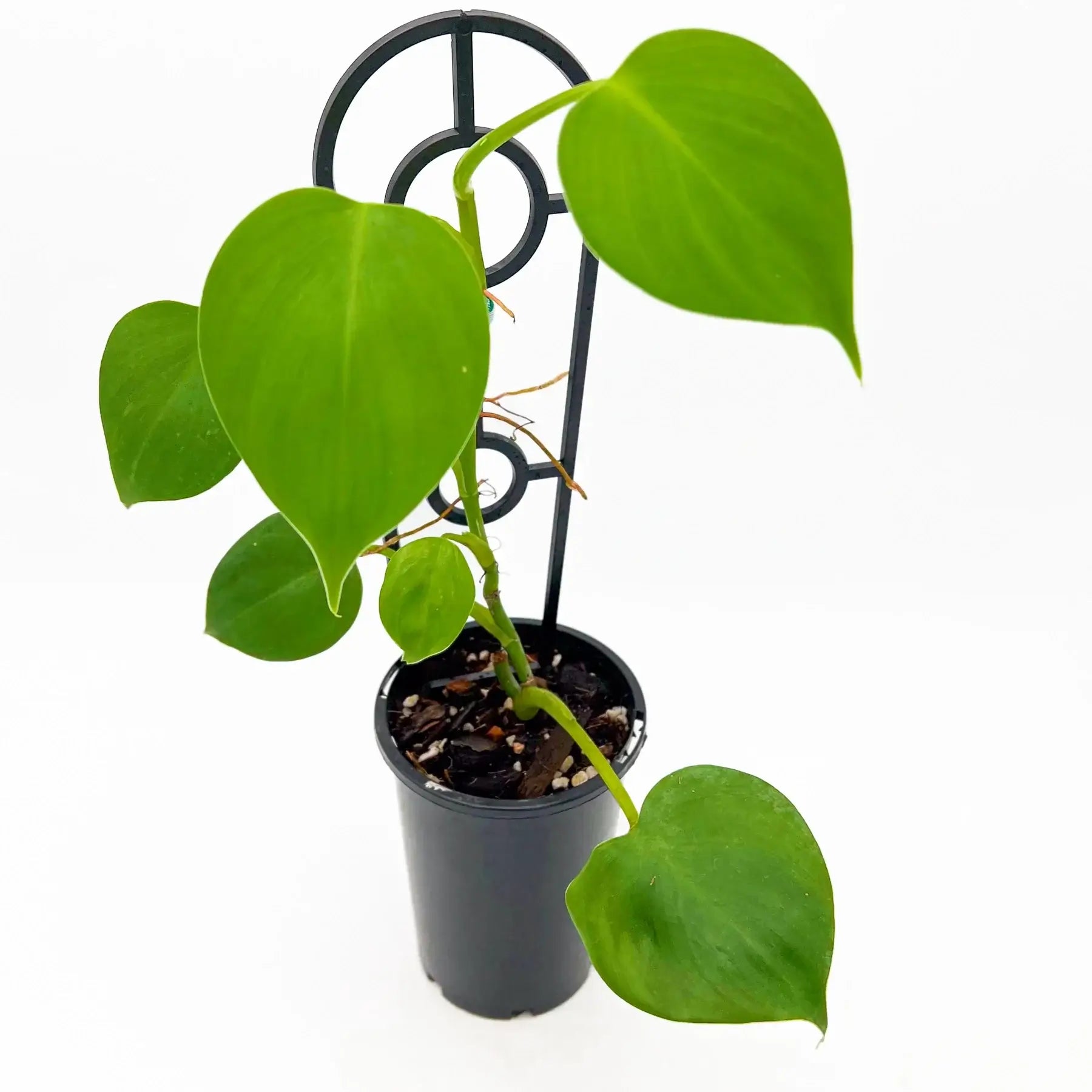 Buy Philodendron Microstictum
