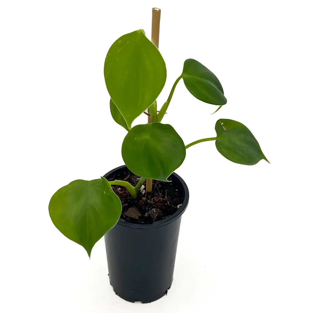 Philodendron microstictum indoor plant with glossy green heart-shaped leaves in pot, available at Chalet Boutique, Australia.