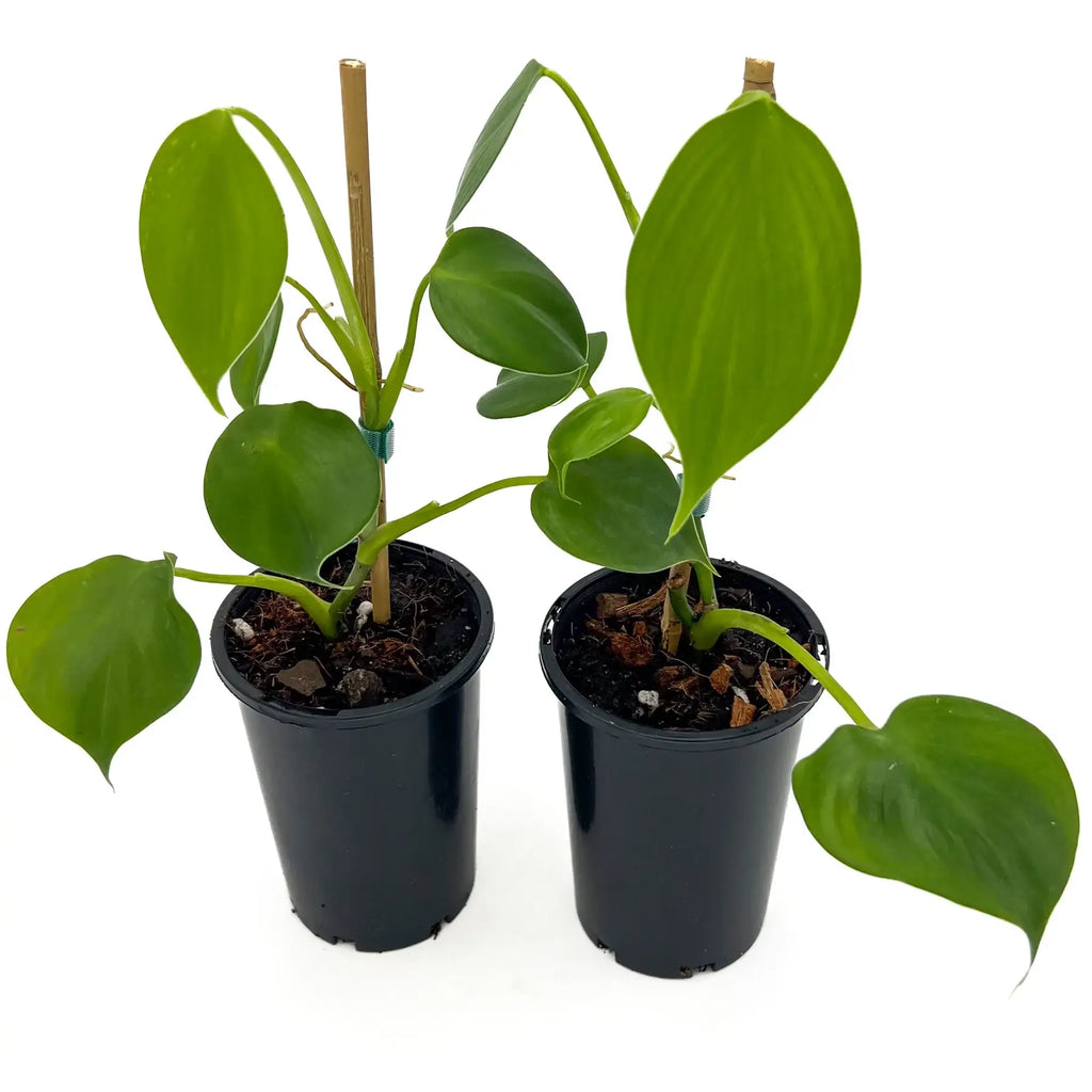 Philodendron microstictum indoor plants in black pots, featuring heart-shaped green leaves, available at Chalet Boutique, Australia.