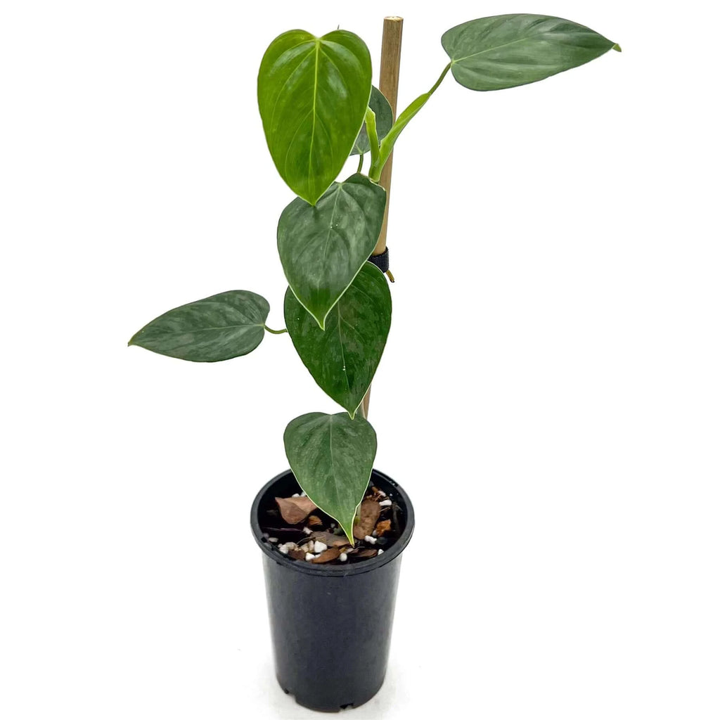 Philodendron ornatum | Indoor Plant | Chalet Boutique - Australia