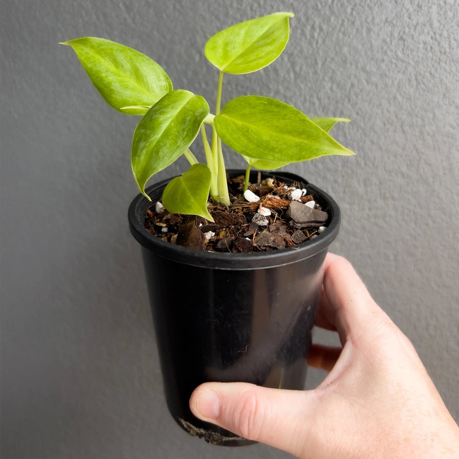 Person holding a potted Philodendron ornatum with upright growth and elongated glossy leaves. Trusted indoor plant shop Australia.